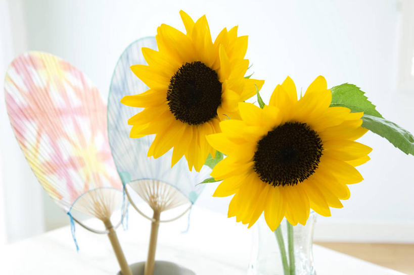 无人,横图,室内,特写,白天,正面,爱情,幸福,太阳,桌面,桌子,向日葵,阴影,盛开,反射,扇子,影子,两把,清凉,花蕾,凉爽,文化,花,花瓣,花朵,鲜花,两朵,黄色,花苞,花蕊,光辉,沉默,忠诚,勇敢,投缘,爱慕,高傲,朝阳花,葵花,望日莲,向阳花,转日莲,彩图,和风扇,和风扇子,凉扇,传统文化