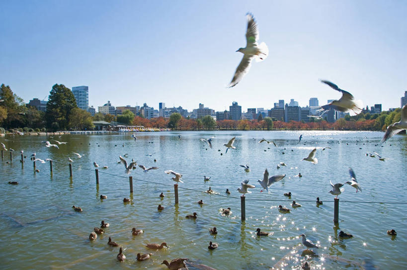 无人,站,横图,室外,白天,正面,旅游,度假,湖,湖泊,美景,树林,水,植物,海鸟,海鸥,鸟,东京,日本,亚洲,许多,飞翔,伸展,张开,展翅,阴影,飞行,光线,翅膀,鸟类,影子,湖面,景观,水流,水面,很多,翱翔,注视,娱乐,飞,树,树木,蓝色,绿色,蓝天,天空,阳光,自然,湖水,天,观察,看,站着,享受,休闲,景色,放松,生长,晴朗,成长,观看,察看,关注,自然风光,东亚,张开翅膀,本州,万里无云,关东地方,本州岛,日本国,东京都,台东区,展开翅膀,晴空,晴空万里,站立,半身,彩图,上野