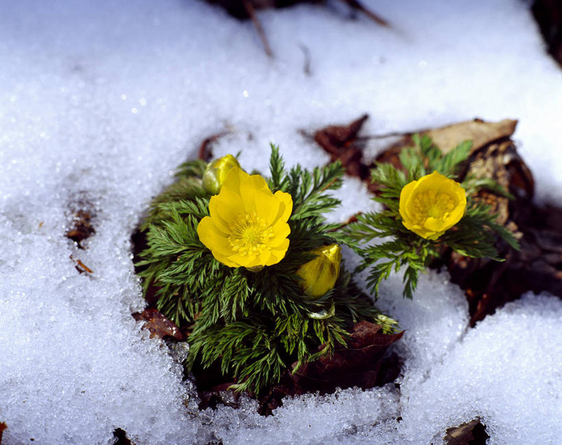无人,横图,俯视,室外,特写,白天,幸福,美景,雪,大雪,阴影,朦胧,模糊,盛开,反射,影子,积雪,景观,雪景,冬季,冬天,花蕾,花,花瓣,花朵,鲜花,两朵,黄色,自然,花苞,花蕊,景色,寒冷,吉祥,自然风光,如意,严寒,福寿草,冰里花,冰凉花,冰了花,冰凌花,冰溜花,侧金盏花,金盅花,彩图,高角度拍摄