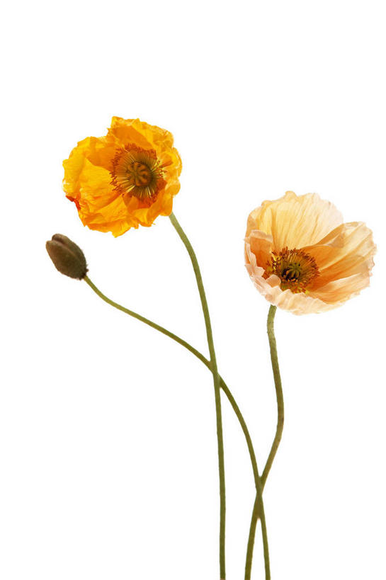 无人,竖图,室内,特写,白天,白色背景,正面,盛开,花蕾,花,花瓣,花朵