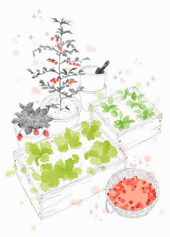 无人,竖图,室内,白天,白色背景,正面,绘画,植物,草莓,浆果,蔬菜,水果