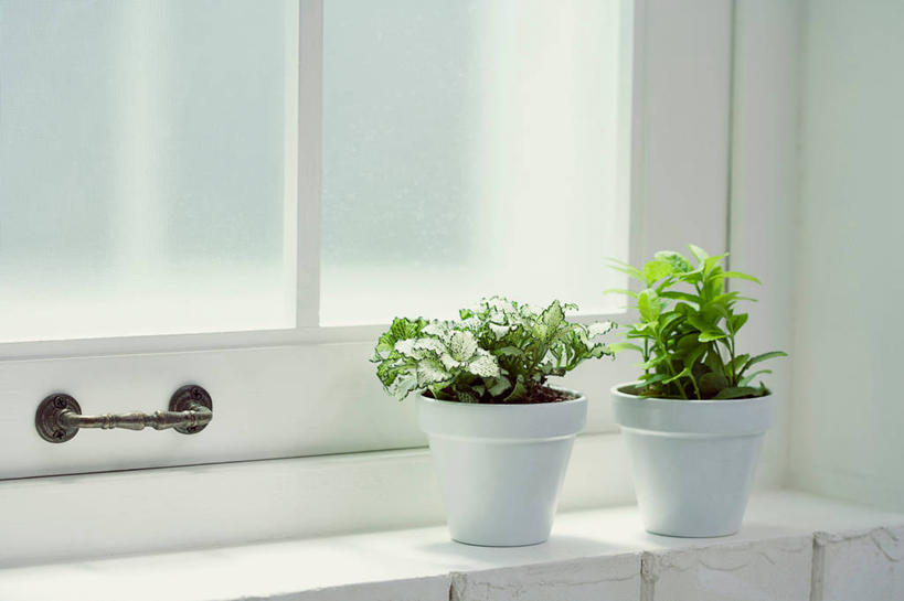 无人,横图,室内,特写,白天,正面,植物,窗户,叶子,阴影,反射,盆栽,影子,墙,绿叶,盆景,两盆,玻璃窗,墙壁,墙面,绿色,自然,嫩叶,生长,成长,叶,叶片,彩图