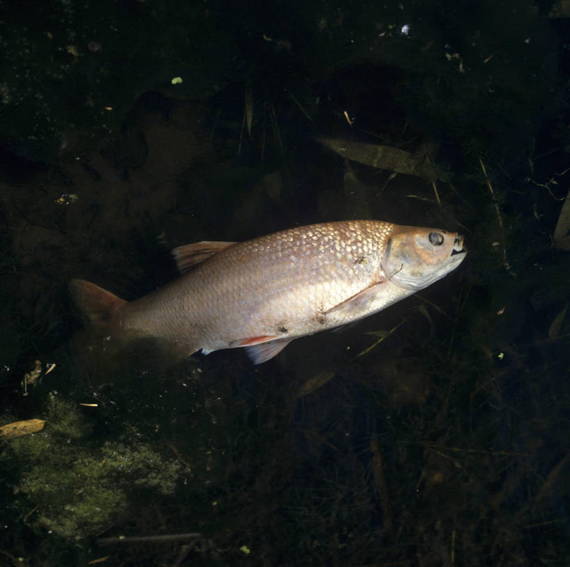 无人,横图,俯视,室外,特写,白天,湖,湖泊,水,阴影,反射,鱼,影子,湖面,泥土,水流,水面,土壤,水产,鱼类,一只,湖水,海藻,肮脏,海草,死亡,水生动物,水生物,邋遢,殒命,灭亡,龌龊,污秽,彩图,高角度拍摄,全身,淡水生物,河鲜
