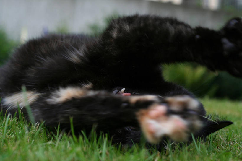 无人,躺,横图,室外,白天,正面,草地,草坪,植物,宠物,狗,朦胧,模糊,草,一只,绿色,黑色,动物,可爱,忠诚,卧着,犬,躺着,卧,半身,彩图