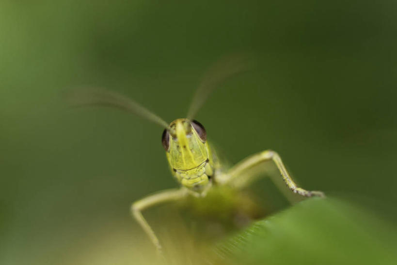 无人,站,横图,室外,特写,白天,正面,美景,叶子,朦胧,模糊,昆虫,蚱蜢,景观,绿叶,注视,一只,绿色,自然,动物,观察,看,站着,嫩叶,景色,观看,察看,关注,自然风光,扁旦勾,害虫,叶,叶片,站立,半身,彩图