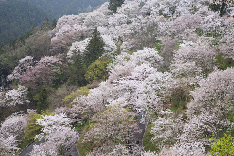 无人,横图,俯视,室外,白天,旅游,度假,幸福,纯洁,美景,森林,山,山脉,树林,植物,樱花,奈良县,日本,亚洲,盛开,景观,山峰,山峦,花蕾,娱乐,花,花瓣,花朵,鲜花,树,树木,粉色,绿色,自然,群山,花苞,花蕊,享受,休闲,景色,放松,生长,成长,等待,生命,自然风光,东亚,本州,本州岛,日本国,近畿地方,奈良,近畿,仙樱花,福岛樱,青肤樱,高尚,热烈,荆桃,彩图,高角度拍摄,吉野山