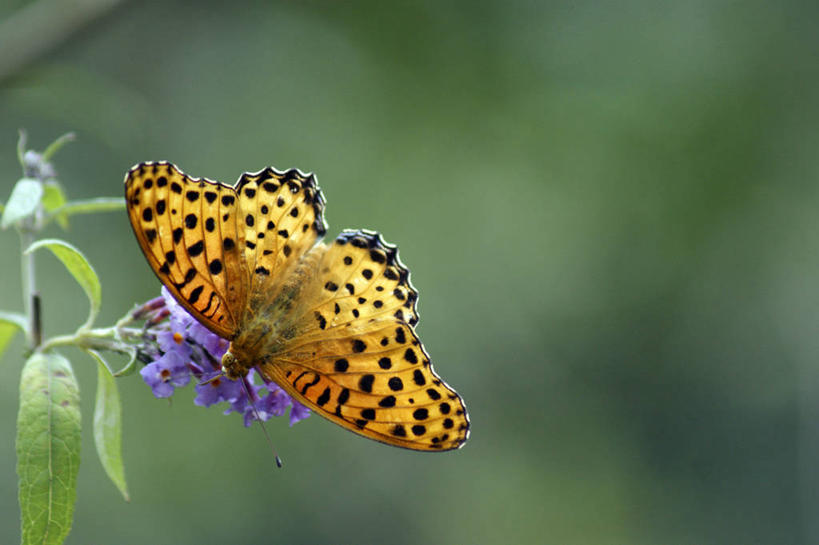 无人,横图,俯视,室外,特写,白天,美景,蝴蝶,叶子,伸展,张开,展翅,朦胧,模糊,盛开,翅膀,昆虫,景观,绿叶,花蕾,停留,花,花瓣,花朵,鲜花,一只,紫色,自然,动物,花苞,花蕊,嫩叶,景色,蛱蝶,停止,自然风光,益虫,张开翅膀,四足蝶,逗留,停顿,展开翅膀,叶,叶片,彩图,高角度拍摄,全身,斐豹蛱蝶