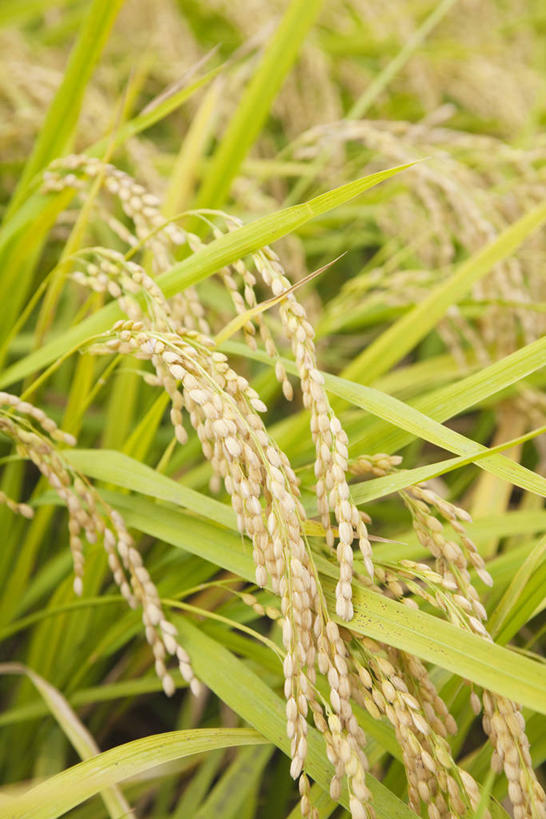 无人,农田,竖图,室外,特写,白天,正面,农业,庄稼,农作物,美景,阴影,丰收,朦胧,模糊,光线,影子,稻田,景观,阳光,自然,景色,收获,自然风光,彩图,耕地,庄稼田