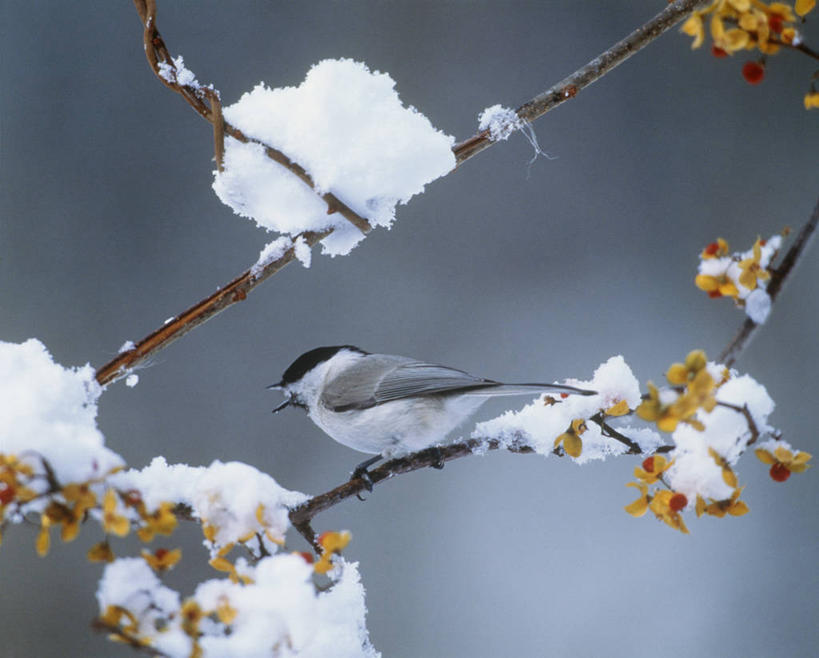 无人,站,横图,室外,特写,白天,侧面,美景,雪,植物,大雪,鸟,阴影,朦胧,模糊,光线,鸟类,影子,积雪,景观,雪景,冬季,冬天,枝条,注视,树,树木,树枝,一只,绿色,阳光,自然,观察,看,站着,景色,寒冷,生长,成长,观看,察看,关注,自然风光,严寒,虬枝,枝杈,织布鸟,织雀,站立,彩图,全身,沼泽巧织雀