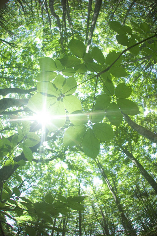 无人,竖图,室外,白天,仰视,美景,树林,植物,日本,亚洲,景观,枝条,树,树木,树枝,绿色,天空,自然,天,景色,生长,成长,自然风光,东亚,本州,本州岛,日本国,青森,青森县,东北地方,虬枝,枝杈,彩图,低角度拍摄,镜头光晕,透镜闪耀,眩光,八甲田山