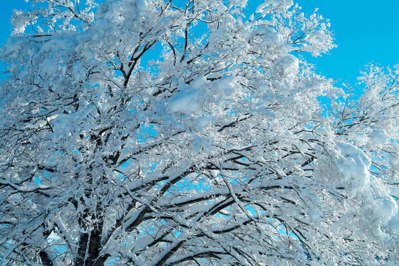无人,横图,室外,白天,仰视,美景,植物,日本,亚洲,吊挂,悬挂,阴影,清澈,光线,影子,景观,枝条,挂,霜,树,树木,树枝,蓝色,绿色,蓝天,天空,阳光,自然,天,景色,寒冷,生长,晴朗,成长,冰冷,自然风光,东亚,本州,万里无云,本州岛,日本国,近畿地方,近畿,滋贺,滋贺县,严寒,冰凉,酷寒,凛冽,凛凛,极冷,虬枝,枝杈,清亮,晴空,晴空万里,彩图,低角度拍摄,高岛市