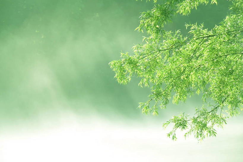 无人,横图,室外,白天,仰视,美景,植物,雾,日本,亚洲,阴影,朦胧,模糊,光线,影子,景观,树,树木,绿色,阳光,自然,景色,生长,成长,迷雾,自然风光,东亚,本州,本州岛,日本国,东北地方,山形,山形县,大雾,彩图,低角度拍摄,东田川郡,庄内町