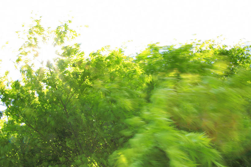 无人,横图,室外,白天,正面,美景,树林,植物,枫树,朦胧,模糊,飘扬,景观,树,树木,绿色,天空,自然,天,景色,生长,成长,飘逸,自然风光,飞扬,槭树,彩图