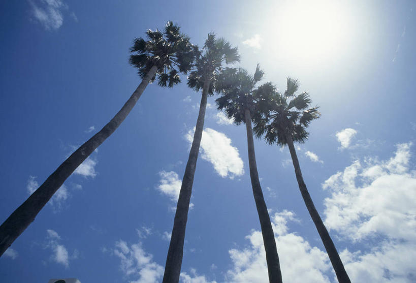 无人,横图,室外,白天,仰视,美景,植物,棕榈树,叶子,日本,亚洲,一排,阴影,整齐,光线,影子,景观,云,云朵,绿叶,四棵,云彩,树,树木,排列,蓝色,绿色,白云,蓝天,天空,阳光,自然,天,嫩叶,景色,生长,晴朗,成长,队列,自然风光,东亚,棕榈叶,日本国,九州本岛,九州,九州岛,九州地方,宫崎,宫崎县,叶,叶片,晴空,棕树,棕榈,彩图,低角度拍摄