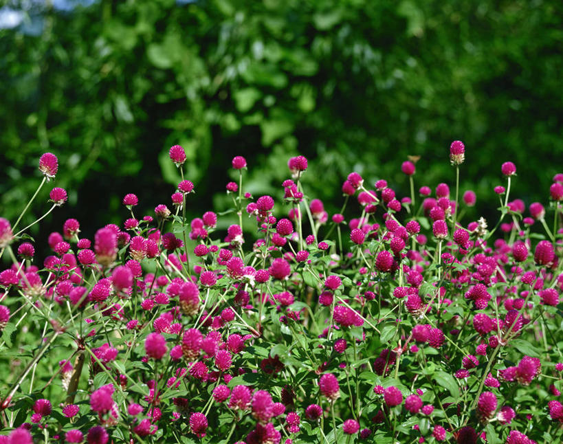 无人,横图,室外,白天,正面,旅游,度假,美景,植物,阴影,朦胧,模糊,盛开,光线,影子,景观,梅花,花蕾,娱乐,花,花瓣,花朵,鲜花,树,树木,粉色,绿色,阳光,自然,花苞,花蕊,享受,休闲,景色,放松,生长,成长,高雅,坚强,自然风光,春梅,梅,彩图,红巧梅