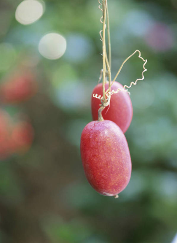 无人,竖图,室外,特写,白天,正面,美景,水果,阴影,朦胧,模糊,新鲜,光线,影子,景观,金瓜,生食,食品,果实,食物,两个,红色,阳光,自然,景色,有机食品,绿色食品,自然风光,红瓜,彩图,老鸦菜,山黄瓜