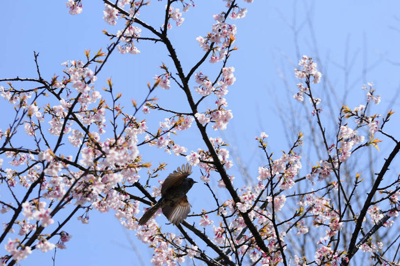 无人,横图,室外,白天,仰视,幸福,纯洁,美景,植物,樱花,鸟,飞翔,伸展,张开,展翅,阴影,朦胧,模糊,盛开,飞行,光线,翅膀,鸟类,影子,景观,枝条,翱翔,花蕾,注视,飞,花,花瓣,花朵,鲜花,树,树木,树枝,一只,粉色,蓝色,绿色,蓝天,天空,阳光,自然,天,花苞,花蕊,观察,看,景色,生长,晴朗,成长,观看,等待,察看,生命,关注,自然风光,张开翅膀,万里无云,仙樱花,福岛樱,青肤樱,高尚,热烈,栗耳鹎,虬枝,枝杈,展开翅膀,鹎,晴空,晴空万里,荆桃,彩图,低角度拍摄,全身,棕耳鹎,栗耳短脚鹎