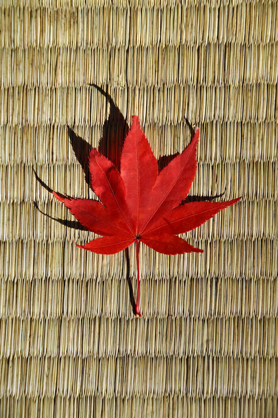 无人,竖图,俯视,室内,特写,白天,枫树,叶子,一片,阴影,反射,影子,枫叶,枯叶,落叶,塌塌米,榻榻米,黄色,红色,枫树叶,槭树,鸡爪槭,叠席,叶,叶片,鸡爪枫,彩图,高角度拍摄