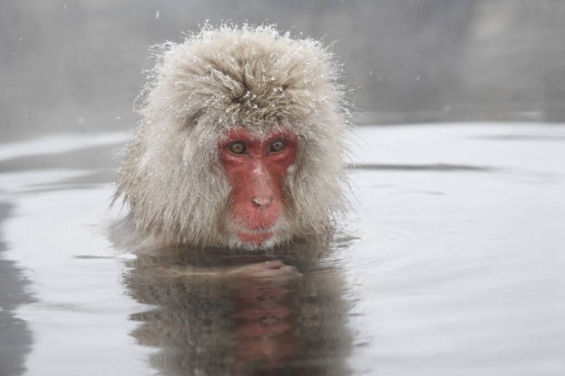 头,无人,横图,室外,特写,白天,正面,旅游,度假,美景,温泉,雾,哺乳动物,猴,野生动物,猴子,长野县,日本,沸腾,朦胧,模糊,蒸汽,景观,水蒸气,雾气,注视,娱乐,一只,自然,动物,观察,看,享受,休闲,温暖,景色,放松,可爱,泉水,活泼,温和,观看,气体,察看,关注,自然风光,猕猴,日本猕猴,本州,本州岛,日本国,中部地方,长野,蒸发,地热,头部,半身,彩图,地狱谷,地狱谷温泉