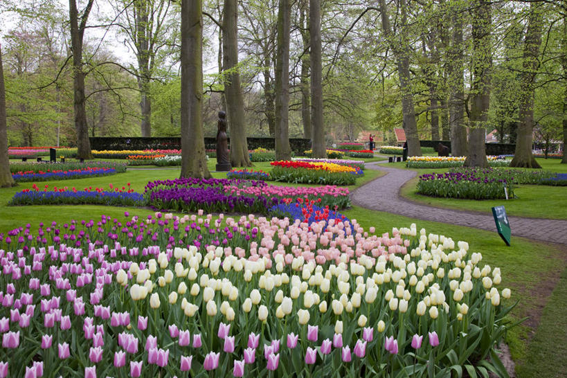 无人,横图,室外,白天,正面,爱情,旅游,度假,草地,草坪,花海,花圃,美景,植物,道路,路,郁金香,叶子,欧洲,荷兰,盛开,景观,小路,交通,首都,祝福,花蕾,娱乐,草,花,花瓣,花朵,花卉,鲜花,树,树木,绿色,自然,花丛,花束,花田,花苞,花蕊,享受,休闲,景色,放松,乡间小路,生长,成长,表白,西欧,自然风光,荣誉,阿姆斯特丹,永恒,荷兰王国,尼德兰王国,库肯霍夫花园,北荷兰省,郁香,洋荷花,草麝香,彩图