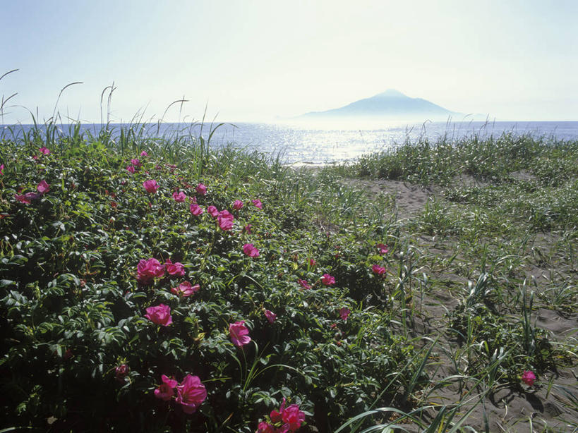 无人,横图,室外,白天,正面,旅游,度假,草地,草坪,岛屿,海浪,海洋,花海,花圃,美景,植物,叶子,北海道,日本,亚洲,阴影,盛开,光线,影子,岛,景观,浪花,云,云朵,花蕾,云彩,娱乐,草,花,花瓣,花朵,花卉,鲜花,蓝色,绿色,白云,蓝天,天空,阳光,自然,海水,花丛,花束,花田,天,花苞,花蕊,享受,休闲,景色,放松,晴朗,自然风光,海景,东亚,日本国,北海道地方,北海道岛,大海,风浪,海,海水的波动,近岸浪,列岛,群岛,涌浪,诸岛,晴空,彩图,利尻岛