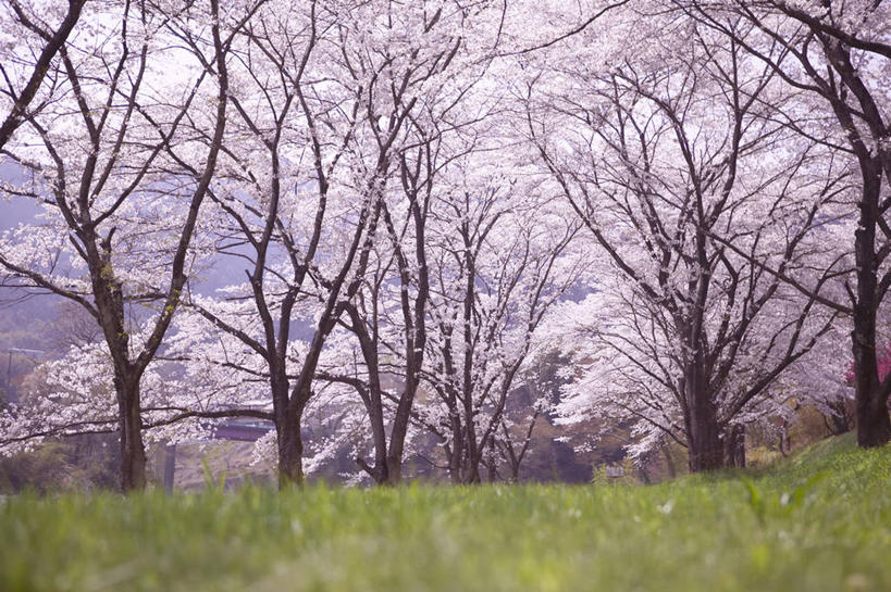 无人,横图,室外,白天,正面,旅游,度假,幸福,纯洁,草地,草坪,美景,植物,樱花,日本,亚洲,盛开,景观,花蕾,娱乐,草,花,花瓣,花朵,鲜花,树,树木,粉色,绿色,自然,花苞,花蕊,享受,休闲,景色,放松,生长,成长,等待,生命,自然风光,东亚,本州,关东地方,本州岛,日本国,栃木,栃木县,藤冈町,仙樱花,福岛樱,青肤樱,高尚,热烈,荆桃,彩图,下都贺郡