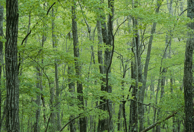 无人,横图,室外,白天,正面,旅游,度假,美景,森林,树林,植物,叶子,大分县,日本,亚洲,景观,绿叶,树桩,娱乐,树,树干,树木,绿色,自然