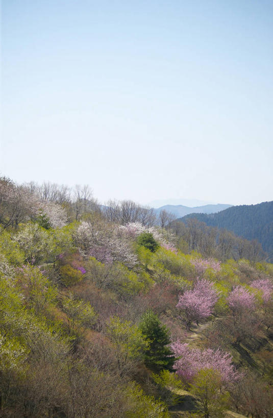 无人,竖图,室外,白天,正面,旅游,度假,幸福,纯洁,美景,森林,山,山脉,树林,植物,樱花,日本,亚洲,阴影,盛开,光线,影子,景观,山峰,山峦,花蕾,娱乐,花,花瓣,花朵,鲜花,树,树木,蓝色,绿色,蓝天,天空,阳光,自然,群山,天,花苞,花蕊,享受,休闲,景色,放松,生长,晴朗,成长,等待,生命,自然风光,东亚,本州,万里无云,关东地方,本州岛,日本国,栃木,栃木县,藤冈町,仙樱花,福岛樱,青肤樱,高尚,热烈,晴空,晴空万里,荆桃,彩图,下都贺郡