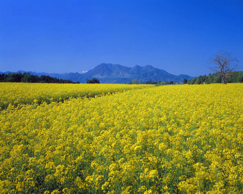 无人,农田,横图,室外,白天,正面,旅游,度假,庄稼,农作物,花海,花圃,美景,山,山脉,树林,植物,叶子,长野县,日本,亚洲,阴影,盛开,光线,影子,景观,山峰,山峦,花蕾,娱乐,花,花瓣,花朵,花卉,鲜花,树,树木,蓝色,绿色,蓝天,天空,阳光,自然,花丛,花束,花田,群山,天,花苞,花蕊,油菜花,享受,休闲,景色,放松,生长,晴朗,成长,自然风光,东亚,本州,万里无云,本州岛,日本国,中部地方,长野,晴空,晴空万里,彩图,耕地,庄稼田,油菜花田,饭山市,芸苔,芸薹