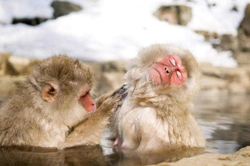 无人,坐,闭眼,横图,室外,白天,正面,旅游,度假,洗澡,美景,温泉,雪,雾,大雪,哺乳动物,猴,野生动物,猴子,长野县,日本,沸腾,朦胧,模糊,蒸汽,积雪,景观,雪景,冬季,冬天,水蒸气,雾气,扭头,注视,娱乐,干净,自然,动物,观察,看,清洁,转头,两只,享受,休闲,健康,温暖,景色,放松,寒冷,可爱,保健,泉水,活泼,温和,观看,气体,察看,卫生,关注,自然风光,猕猴,日本猕猴,本州,本州岛,日本国,中部地方,长野,蒸发,严寒,泡汤,地热,闭眼睛,闭着眼,闭着眼睛,坐着,半身,彩图,沐浴,地狱谷,地狱谷温泉