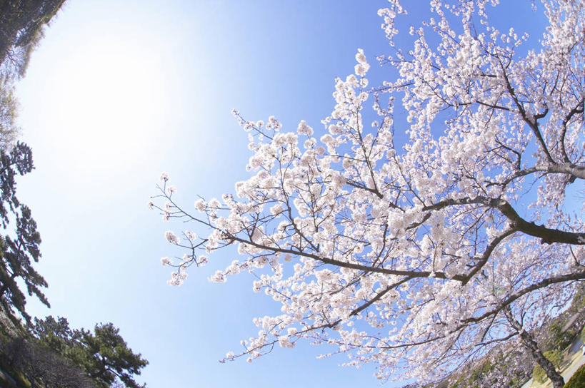 无人,横图,室外,白天,仰视,旅游,度假,幸福,纯洁,美景,植物,樱花,日本,亚洲,阴影,盛开,光线,影子,景观,云,云朵,枝条,花蕾,云彩,娱乐,花,花瓣,花朵,鲜花,树,树木,树枝,粉色,蓝色,绿色,白云,蓝天,天空,阳光,自然,天,花苞,花蕊,享受,休闲,景色,放松,生长,晴朗,成长,等待,生命,自然风光,东亚,本州,关东地方,本州岛,日本国,栃木,栃木县,藤冈町,仙樱花,福岛樱,青肤樱,高尚,热烈,虬枝,枝杈,晴空,荆桃,彩图,低角度拍摄,下都贺郡