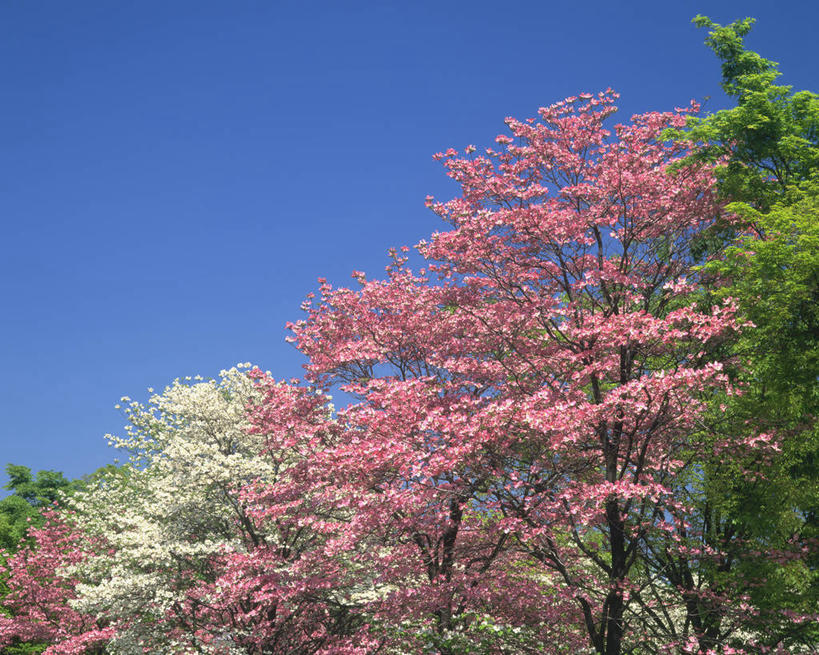 无人,横图,室外,白天,仰视,旅游,度假,美景,植物,东京,日本,亚洲,阴影,盛开,光线,影子,景观,枝条,花蕾,娱乐,花,花瓣,花朵,鲜花,树,树木,树枝,粉色,蓝色,绿色,蓝天,天空,阳光,自然,天,花苞,花蕊,享受,休闲,景色,放松,生长,晴朗,成长,自然风光,东亚,本州,万里无云,关东地方,本州岛,日本国,东京都,避邪,思念,虬枝,枝杈,茱萸,辟邪翁,越椒,晴空,晴空万里,彩图,低角度拍摄