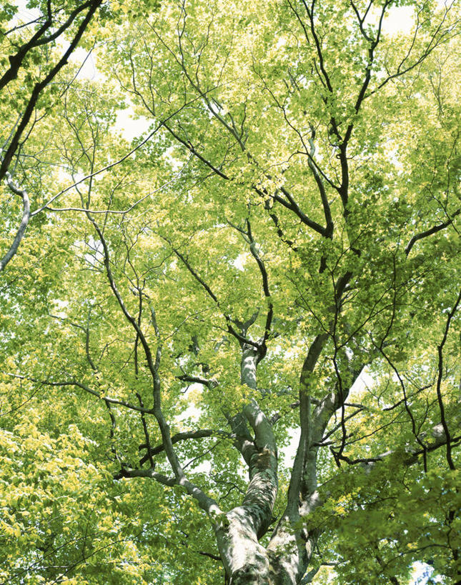 无人,竖图,室外,白天,仰视,美景,森林,树林,植物,阴影,光线,影子,景观,树,树木,绿色,阳光,自然,景色,生长,成长,自然风光,山毛榉,麻栎金刚,山毛榉树,彩图,低角度拍摄