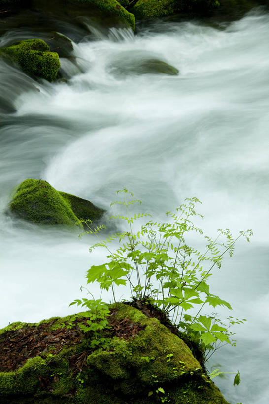 无人,竖图,俯视,室外,白天,河流,石头,美景,水,日本,亚洲,阴影,光线,石子,影子,河水,景观,水流,青苔,苔藓,小溪,阳光,自然,溪水,景色,自然风光,东亚,本州,本州岛,日本国,青森,青森县,东北地方,奥入濑町,奥入濑溪流,石块,岩石,彩图,高角度拍摄,上北郡