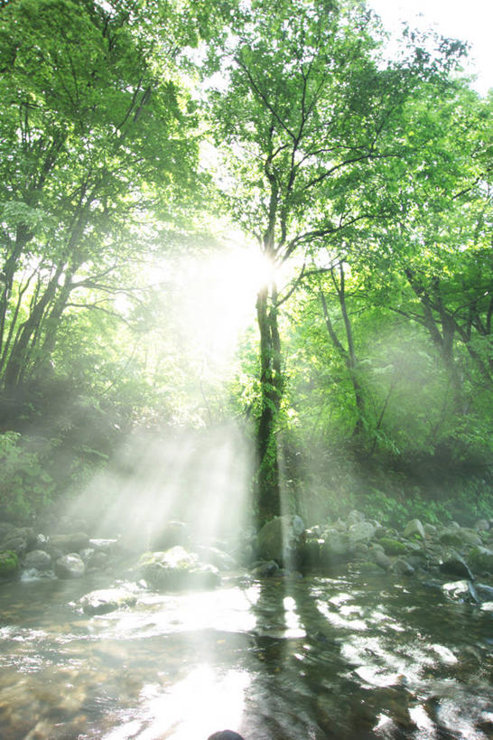 无人,竖图,室外,白天,正面,旅游,度假,河流,美景,树林,水,植物,日本,亚洲,阴影,朦胧,梦幻,模糊,发光,光束,光线,影子,河水,景观,水流,光亮,娱乐,树,树木,绿色,阳光,自然,享受,休闲,景色,放松,生长,成长,未来,发亮,自然风光,东亚,憧憬,本州,本州岛,日本国,东北地方,山形,山形县,彩图,镜头光晕,透镜闪耀,眩光,东田川郡,庄内町