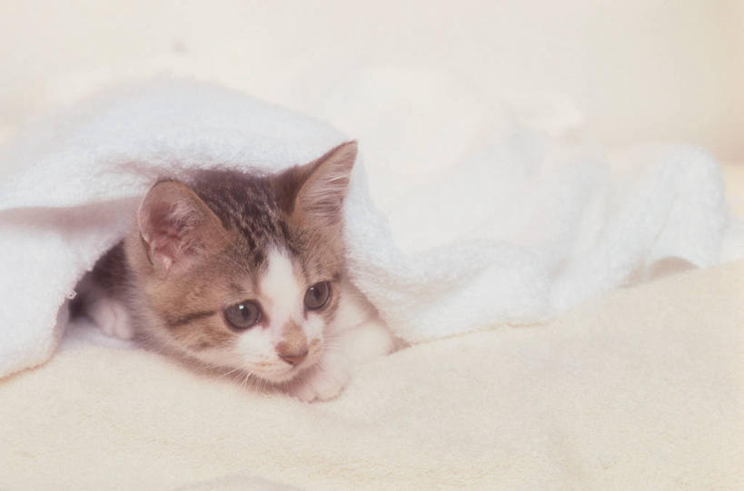 头,无人,横图,室内,特写,白天,正面,宠物,猫,幼小,阴影,朦胧,模糊,反射,纺织物,影子,注视,一只,动物,毛巾,观察,看,趴着,清洁,可爱,观看,保暖,察看,关注,猫咪,透气,防水,储水,耐磨,吸水,头部,趴,半身,彩图