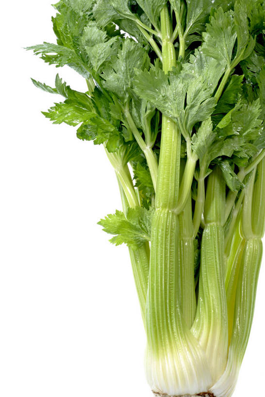 无人,竖图,室内,特写,白天,白色背景,正面,芹菜,蔬菜,阴影,新鲜,反射,影子,食品,食物,一个,摄影,有机食品,绿色食品,影棚,单个,药芹,水芹,旱芹,彩图,影棚拍摄,拍摄