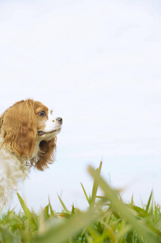 无人,站,竖图,室外,白天,侧面,旅游,度假,草地,草坪,美景,植物,宠物,狗,日本,亚洲,阴影,朦胧,模糊,光线,影子,景观,注视,娱乐,骑士查理王猎犬,草,一只,蓝色,绿色,蓝天,天空,阳光,自然,动物,天,观察,看,站着,享受,休闲,景色,放松,可爱,晴朗,观看,察看,关注,自然风光,东亚,本州,万里无云,关东地方,本州岛,日本国,崎玉,崎玉县,查理士王小猎犬,查理王小猎犬,川越,川越市,骑士查理王犬,晴空,晴空万里,犬,站立,彩图,全身