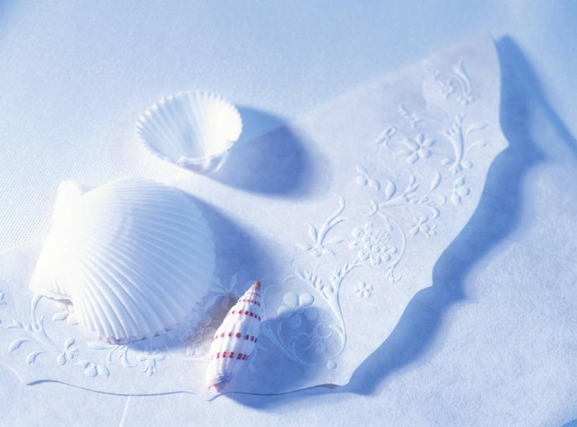无人,横图,俯视,室内,特写,白天,贝壳,阴影,朦胧,模糊,透明,反射,信封,影子,蓝色,理智,沉静,冷色,高深,冷淡,贝类外壳,海螺壳,软体动物外壳,彩图,高角度拍摄