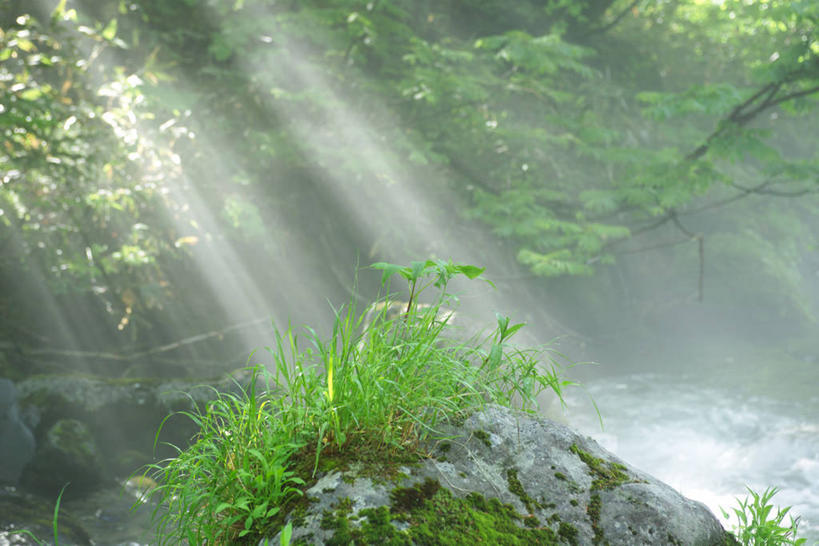 无人,横图,室外,白天,正面,旅游,度假,河流,石头,树林,水,植物,雾,日本,亚洲,朦胧,梦幻,模糊,发光,光束,石子,河水,景观,水流,青苔,苔藓,光亮,娱乐,树,树木,绿色,小溪,自然,溪水,享受,休闲,景色,放松,生长,成长,迷雾,未来,发亮,自然风光,东亚,憧憬,本州,本州岛,日本国,东北地方,山形,山形县,石块,岩石,大雾,彩图,东田川郡,庄内町