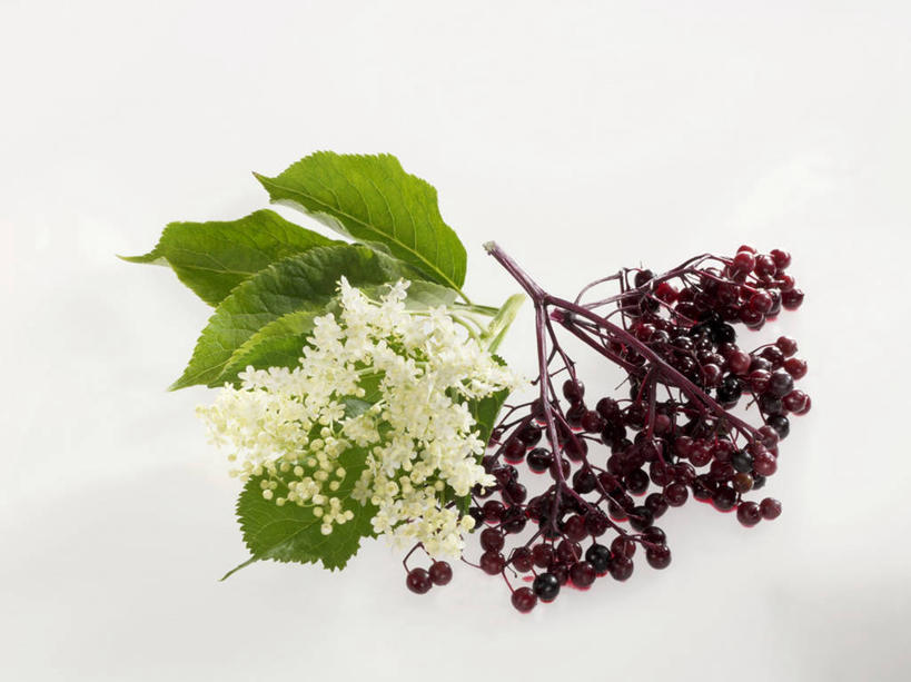 无人,横图,俯视,室内,特写,白天,白色背景,植物,桌面,桌子,叶子,阴影,盛开,反射,木制,纹理,影子,绿叶,草药,药草,花蕾,中药,花,花瓣,花朵,鲜花,绿色,木制品,花苞,花蕊,嫩叶,摄影,影棚,药材,中草药,接骨木,中药材,本草,肌理,草珊瑚,接骨金粟兰,九节茶,九节风,九节花,肿节风,竹节茶,叶,叶片,叶脉,彩图,高角度拍摄,影棚拍摄,拍摄