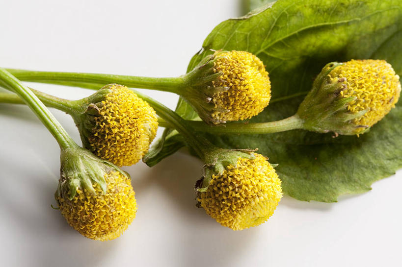 无人,横图,俯视,室内,特写,白天,白色背景,植物,桌面,桌子,叶子,阴影,盛开,反射,木制,纹理,影子,绿叶,花蕾,花,花瓣,花朵,鲜花,黄色,绿色,木制品,花苞,花蕊,嫩叶,摄影,影棚,肌理,叶,叶片,叶脉,彩图,高角度拍摄,影棚拍摄,拍摄