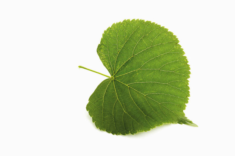 无人,横图,俯视,室内,特写,白天,白色背景,植物,餐桌,桌子,叶子,阴影,反射,影子,绿叶,草药,药草,中药,嫩叶,摄影,影棚,餐台,药材,中草药,中药材,本草,叶,叶片,彩图,高角度拍摄,影棚拍摄,拍摄