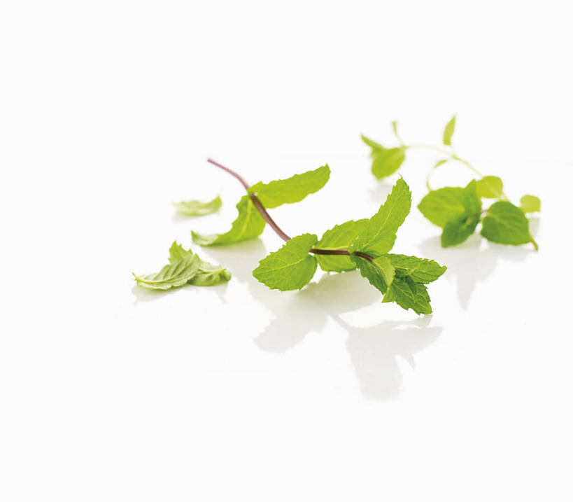 无人,横图,俯视,室内,特写,白天,白色背景,植物,餐桌,桌子,叶子,阴影,反射,影子,绿叶,草药,药草,中药,嫩叶,摄影,影棚,餐台,药材,中草药,中药材,本草,叶,叶片,彩图,高角度拍摄,影棚拍摄,拍摄