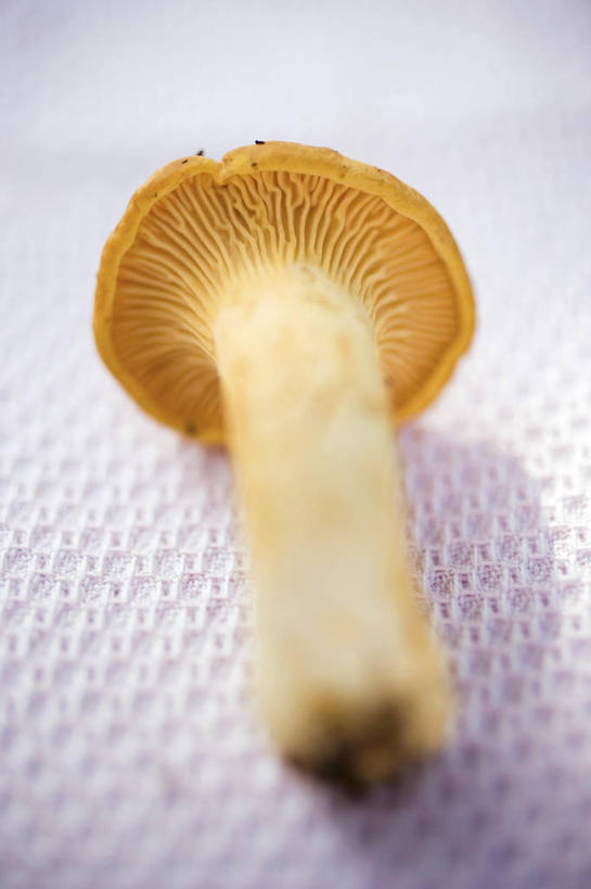 无人,竖图,俯视,室内,特写,白天,桌面,桌子,蔬菜,阴影,新鲜,反射,木制,影子,菌菇,食品,菌类,食物,一个,木制品,食用菌,有机食品,绿色食品,单个,鸡油菌,杏黄菌,杏菌,彩图,高角度拍摄