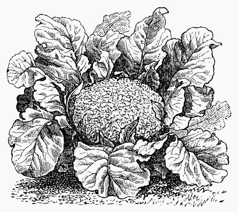 无人,横图,黑白,插画,室内,特写,白天,白色背景,正面,数码,科技,蔬菜,叶子,阴影,新鲜,网络,花菜,花椰菜,西兰花,食品,绿叶,高光,几何,计算机图形,合成,图画,画,食物,一个,嫩叶,有机食品,绿色食品,单个,椰菜花,电脑合成图,数码合成图,合成图,漫画,写实,具体,具象,甘蓝花,叶,叶片