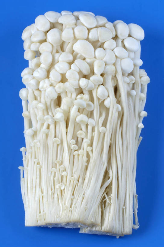无人,竖图,俯视,室内,特写,白天,餐桌,桌子,蔬菜,许多,阴影,蓝色背景,新鲜,反射,影子,金针菇,菌菇,食品,很多,菌类,食物,白色,食用菌,摄影,有机食品,绿色食品,影棚,餐台,构菌,金菇,毛柄金钱菌,银针菇,智力菇,彩图,高角度拍摄,影棚拍摄,拍摄