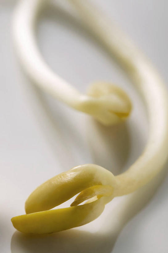 无人,竖图,俯视,室内,特写,白天,白色背景,餐桌,桌子,蔬菜,阴影,朦胧,模糊,新鲜,反射,影子,豆芽,食品,食物,黄色,摄影,有机食品,绿色食品,影棚,餐台,豆芽菜,芽苗菜,彩图,高角度拍摄,影棚拍摄,拍摄