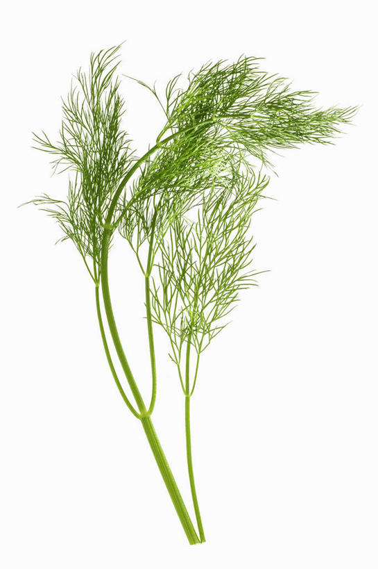桌子,叶子,阴影,反射,影子,绿叶,嫩叶,摄影,影棚,餐台,莳萝,洋茴香,土
