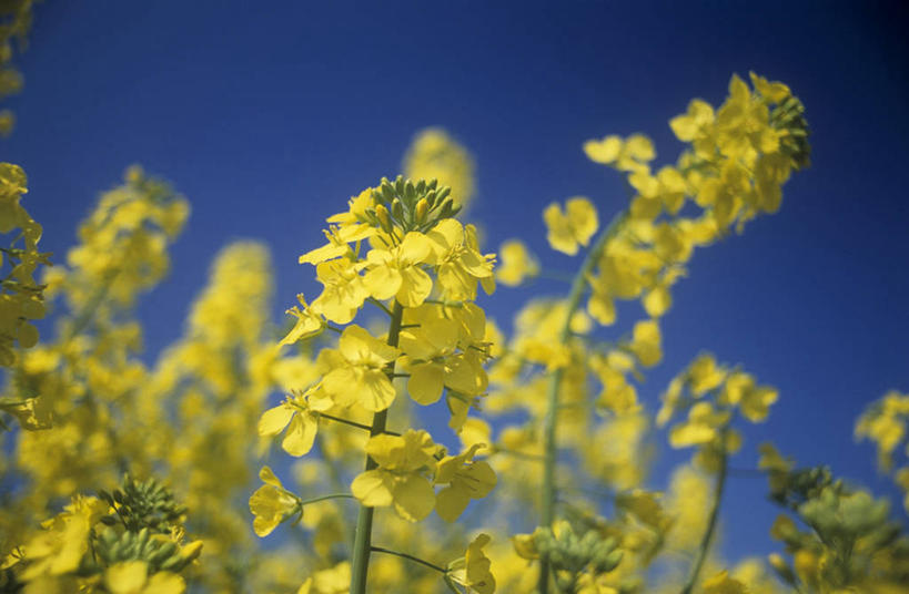 无人,农田,横图,室外,特写,白天,仰视,庄稼,农作物,花海,花圃,美景,植物,叶子,阴影,朦胧,模糊,盛开,光线,影子,景观,花蕾,花,花瓣,花朵,花卉,鲜花,蓝色,绿色,蓝天,天空,阳光,自然,花丛,花束,花田,天,花苞,花蕊,油菜花,景色,晴朗,自然风光,万里无云,晴空,晴空万里,彩图,低角度拍摄,耕地,庄稼田,油菜花田,芸苔,芸薹